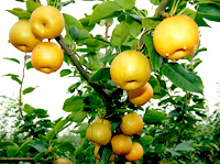 地傑林果-南方極早熟梨之王—喜水梨樹種苗