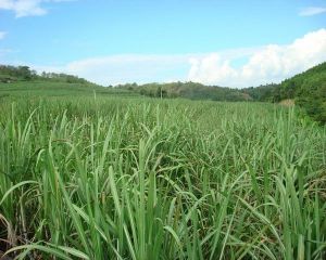 松樹林自然村