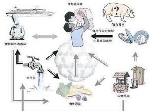 諾如病毒感染示意圖