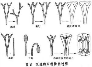 頂枝學說