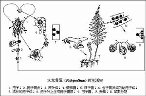 薄囊蕨亞綱