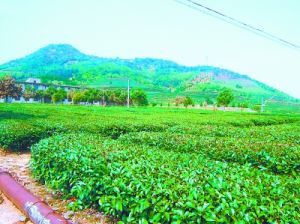 霞鎮村