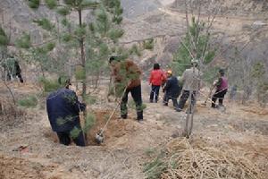 富河鎮種樹