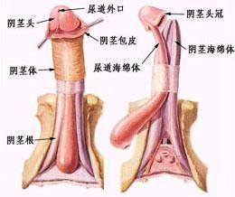 龜頭起泡