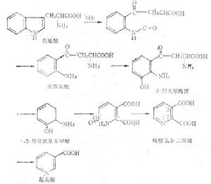 尼克酸