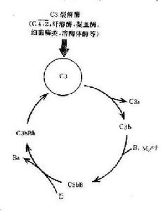 補體系統