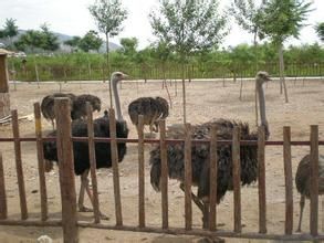 大青山野生動物園