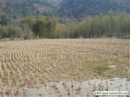 天橋嶺鎮