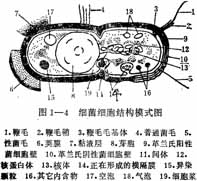 頭孢來星