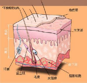 脂肪營養不良