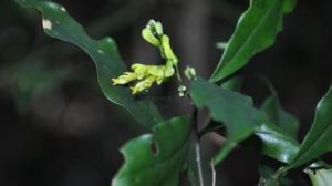 長毛華南遠志（變種）