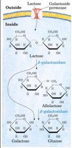 半乳糖苷酶水解乳糖