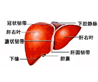 肝臟示意圖