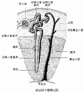 代謝性酸中毒腎病