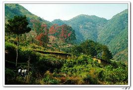 南岸村[福建省寧德市壽寧縣武曲鎮南岸村]