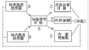 內環境