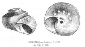 東海縮口螺