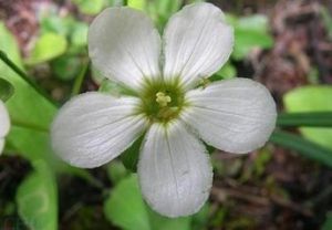 峨眉梅花草（原變型）