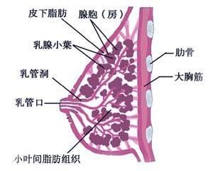 乳頭風