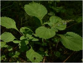 擬缺香茶菜