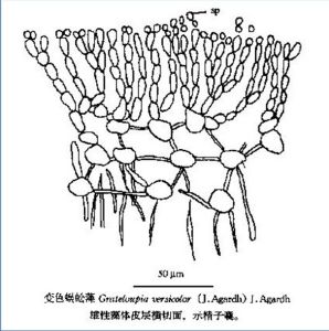 變色蜈蚣藻