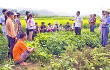 在田間表演的余述凡