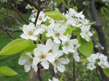 閔行體育公園植物