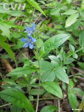 多生於荒山田野