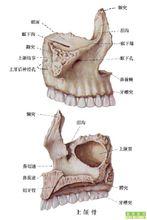 顱骨傳聲