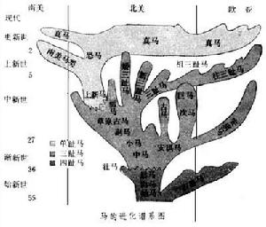 馬科（化石）