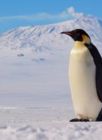 Emperor penguin