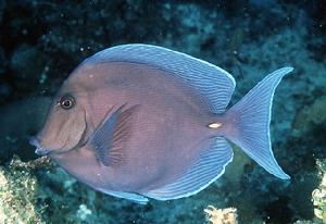 藍刺尾魚