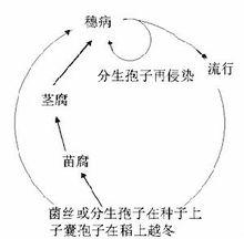 小麥赤霉病研究