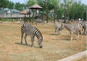 三峽森林動物園