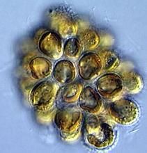 金胞藻目