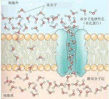 吸脹吸水