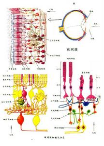 視網膜細胞及分層