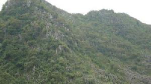 金竹山自然村-生態林