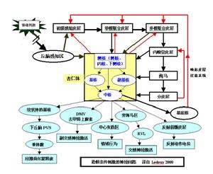 杏仁體