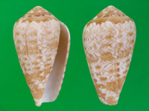 納塔爾芋螺