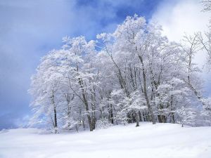 雪景