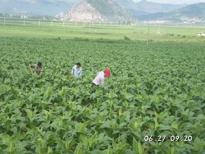 （圖）烤菸種植