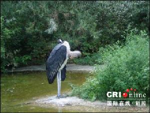 柏林動物園