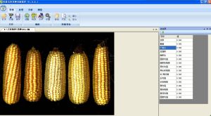 玉米整穗分析