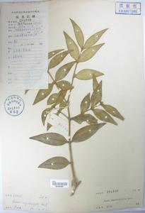 長葉黃楊 Buxus megistophylla 標本