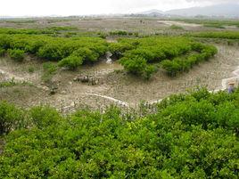 泉州灣河口濕地自然保護區