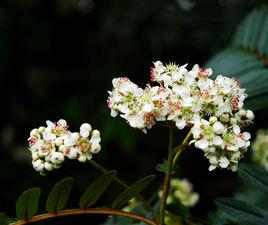 巨齒西南花楸