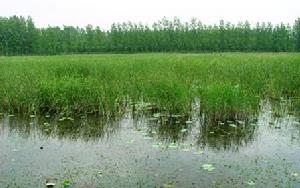 滕州濱湖國家濕地公園