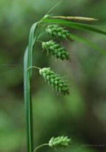 二柱苔草