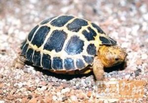 西里貝斯陸龜